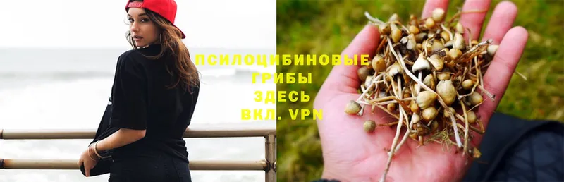 shop официальный сайт  цена   Бежецк  Галлюциногенные грибы MAGIC MUSHROOMS 